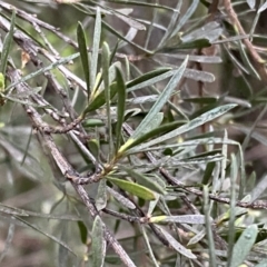 Kunzea ericoides at Jerrabomberra, NSW - 22 Sep 2022 05:34 PM