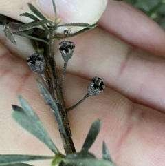 Kunzea ericoides at Jerrabomberra, NSW - 22 Sep 2022