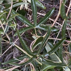 Passiflora caerulea at Jerrabomberra, NSW - 22 Sep 2022