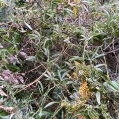 Passiflora caerulea at Jerrabomberra, NSW - 22 Sep 2022