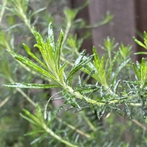 Cassinia aculeata subsp. aculeata at Jerrabomberra, NSW - 22 Sep 2022