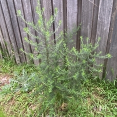 Cassinia aculeata subsp. aculeata at Jerrabomberra, NSW - 22 Sep 2022