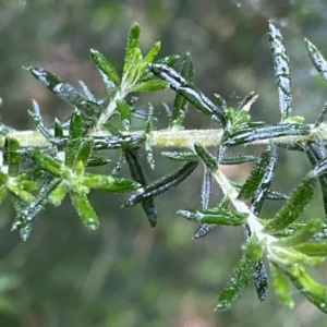 Cassinia aculeata subsp. aculeata at Jerrabomberra, NSW - 22 Sep 2022