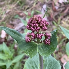 Centranthus ruber (Red Valerian, Kiss-me-quick, Jupiter's Beard) at Jerrabomberra, NSW - 22 Sep 2022 by SteveBorkowskis