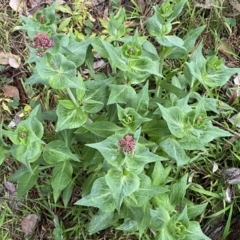 Centranthus ruber at Jerrabomberra, NSW - 22 Sep 2022 05:07 PM