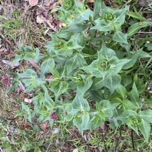 Centranthus ruber at Jerrabomberra, NSW - 22 Sep 2022 05:07 PM