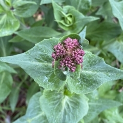 Centranthus ruber at Jerrabomberra, NSW - 22 Sep 2022 05:07 PM