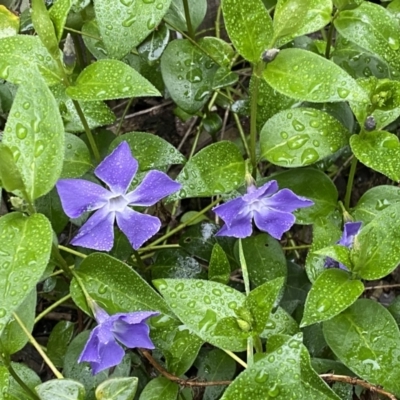 Vinca major (Blue Periwinkle) at Jerrabomberra, NSW - 22 Sep 2022 by SteveBorkowskis