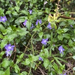 Vinca major at Jerrabomberra, NSW - 22 Sep 2022 05:04 PM