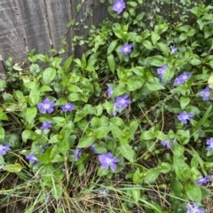 Vinca major at Jerrabomberra, NSW - 22 Sep 2022