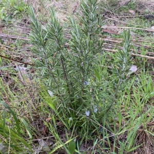 Rosmarinus officinalis at Jerrabomberra, NSW - 22 Sep 2022