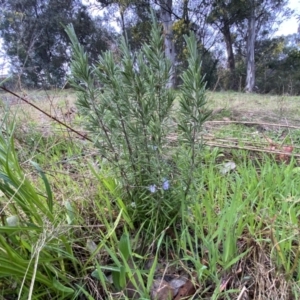 Rosmarinus officinalis at Jerrabomberra, NSW - 22 Sep 2022