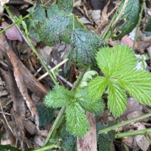 Rubus anglocandicans at Jerrabomberra, NSW - 22 Sep 2022