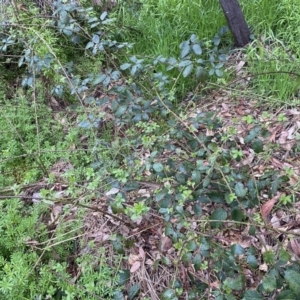 Rubus anglocandicans at Jerrabomberra, NSW - 22 Sep 2022