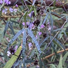 Glycine clandestina (Twining Glycine) at Jerrabomberra, NSW - 22 Sep 2022 by Steve_Bok