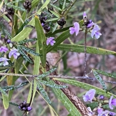 Glycine clandestina at Jerrabomberra, NSW - 22 Sep 2022