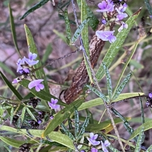 Glycine clandestina at Jerrabomberra, NSW - 22 Sep 2022 04:56 PM