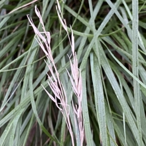 Nassella neesiana at Jerrabomberra, NSW - 22 Sep 2022