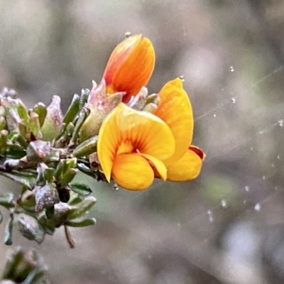 Pultenaea microphylla (Egg and Bacon Pea) at Jerrabomberra, NSW - 22 Sep 2022 by SteveBorkowskis