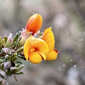 Pultenaea microphylla at Jerrabomberra, NSW - 22 Sep 2022