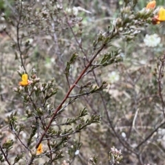 Pultenaea microphylla at Jerrabomberra, NSW - 22 Sep 2022