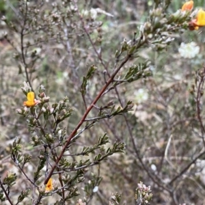 Pultenaea microphylla at Jerrabomberra, NSW - 22 Sep 2022