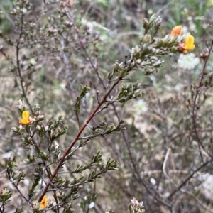 Pultenaea microphylla at Jerrabomberra, NSW - 22 Sep 2022