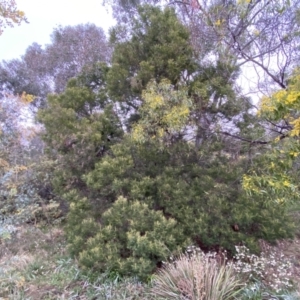 Acacia mearnsii at Jerrabomberra, NSW - 22 Sep 2022 04:46 PM