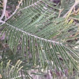 Acacia mearnsii at Jerrabomberra, NSW - 22 Sep 2022 04:46 PM