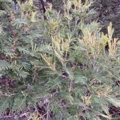 Acacia mearnsii at Jerrabomberra, NSW - 22 Sep 2022 04:46 PM