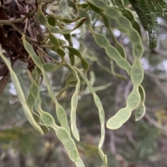 Acacia mearnsii at Jerrabomberra, NSW - 22 Sep 2022 04:46 PM