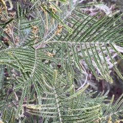 Acacia mearnsii at Jerrabomberra, NSW - 22 Sep 2022 04:46 PM