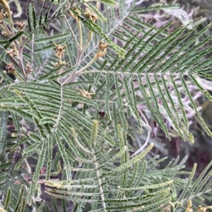 Acacia mearnsii at Jerrabomberra, NSW - 22 Sep 2022