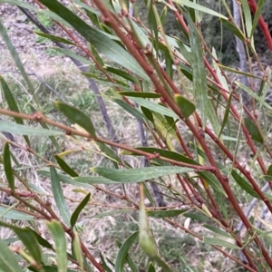 Daviesia mimosoides subsp. mimosoides at Jerrabomberra, NSW - 22 Sep 2022