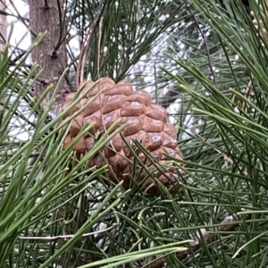 Pinus radiata at Jerrabomberra, NSW - 22 Sep 2022 04:42 PM