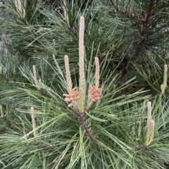 Pinus radiata at Jerrabomberra, NSW - 22 Sep 2022 04:42 PM