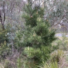 Pinus radiata at Jerrabomberra, NSW - 22 Sep 2022 04:42 PM