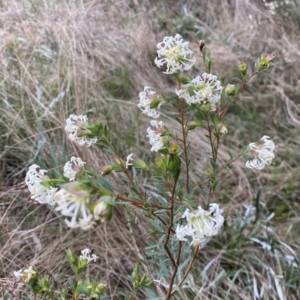 Pimelea linifolia subsp. linifolia at Jerrabomberra, NSW - 22 Sep 2022 04:41 PM