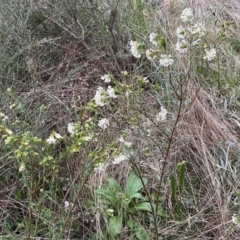 Pimelea linifolia subsp. linifolia at Jerrabomberra, NSW - 22 Sep 2022 04:41 PM