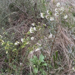 Pimelea linifolia subsp. linifolia at Jerrabomberra, NSW - 22 Sep 2022 04:41 PM