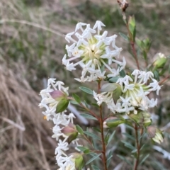 Pimelea linifolia subsp. linifolia at Jerrabomberra, NSW - 22 Sep 2022 04:41 PM