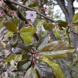 Prunus cerasifera at Jerrabomberra, NSW - 22 Sep 2022