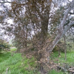 Prunus cerasifera at Jerrabomberra, NSW - 22 Sep 2022