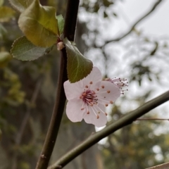 Prunus cerasifera at Jerrabomberra, NSW - 22 Sep 2022 04:39 PM