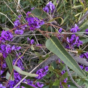 Hardenbergia violacea at Jerrabomberra, NSW - 22 Sep 2022 04:38 PM