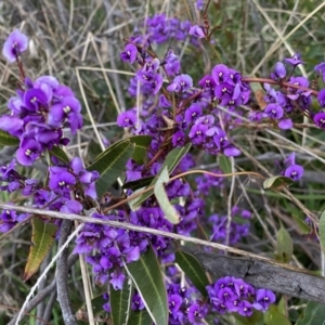 Hardenbergia violacea at Jerrabomberra, NSW - 22 Sep 2022