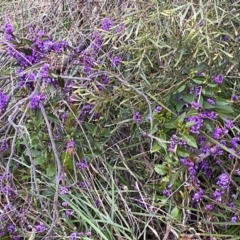 Hardenbergia violacea at Jerrabomberra, NSW - 22 Sep 2022