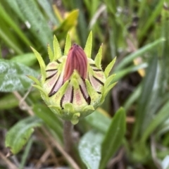 Gazania rigens (Treasure Flower) at Jerrabomberra, NSW - 22 Sep 2022 by Steve_Bok