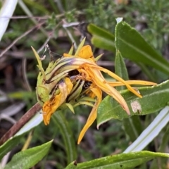 Gazania rigens at Jerrabomberra, NSW - 22 Sep 2022