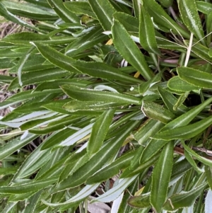 Gazania rigens at Jerrabomberra, NSW - 22 Sep 2022